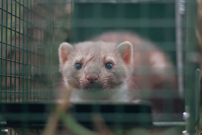 animal trap