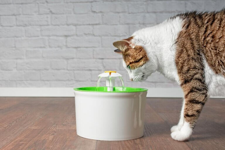 cat fountain