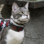 cat harness