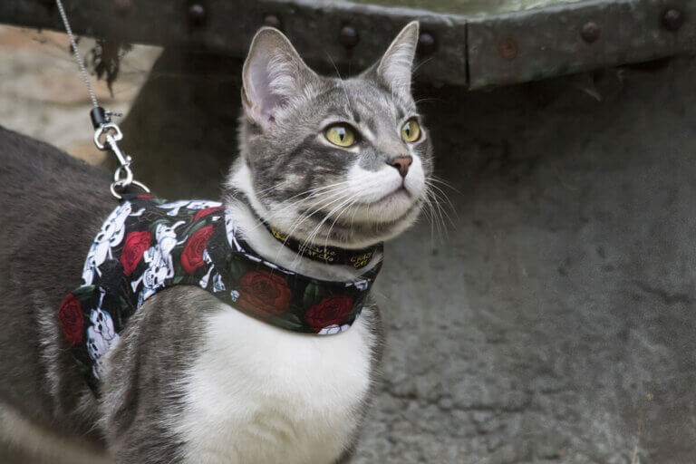 cat harness