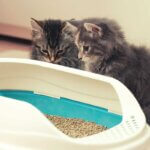 cat litter box