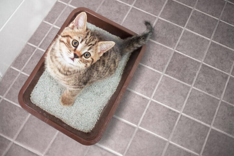 cat litter