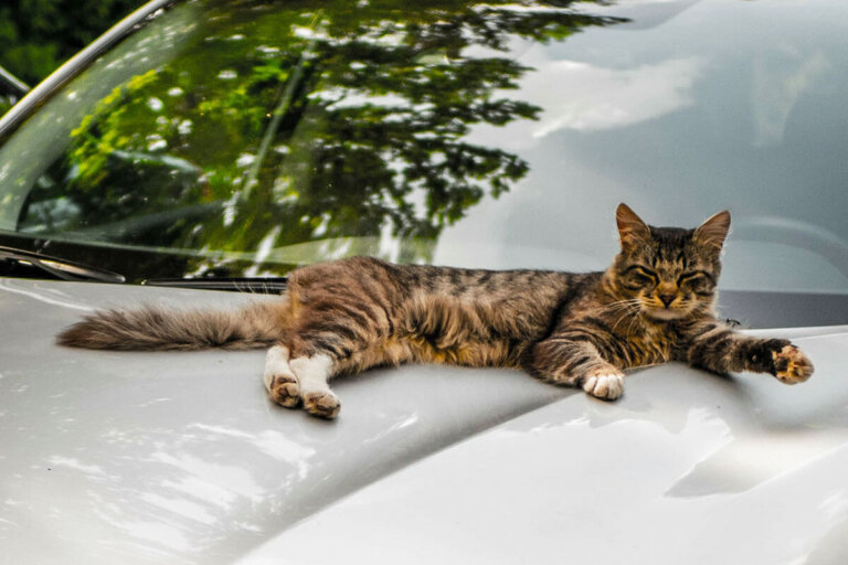 cat repellent