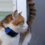 cat tracker collar
