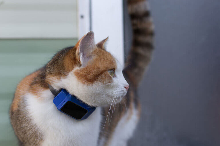 cat tracker collar