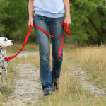 dog leash
