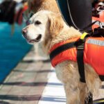 dog life jacket