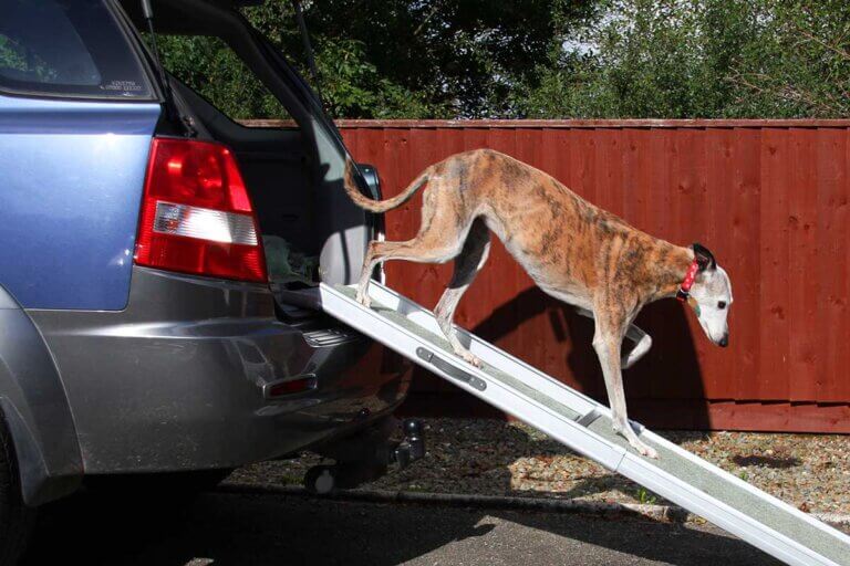 dog ramp