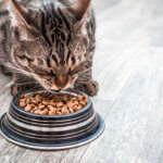 dry cat food