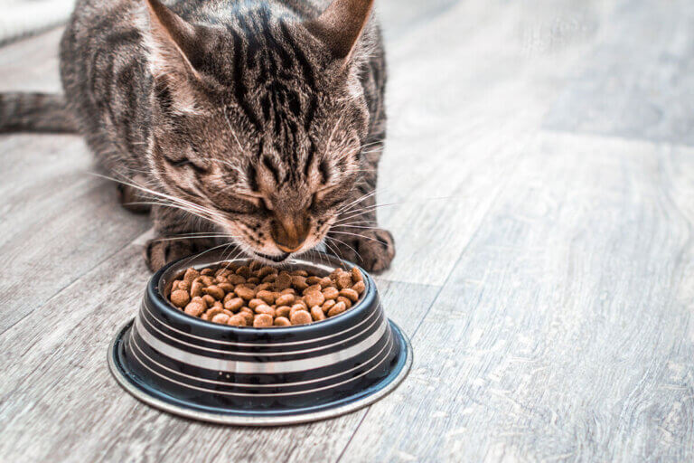 dry cat food