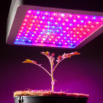 grow light