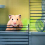 hamster cage
