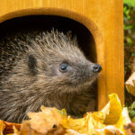 hedgehog house