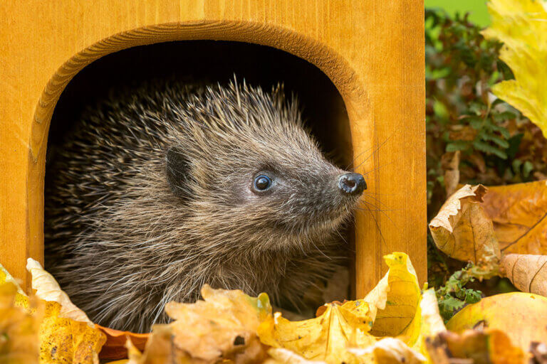 hedgehog house