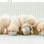 puppy food