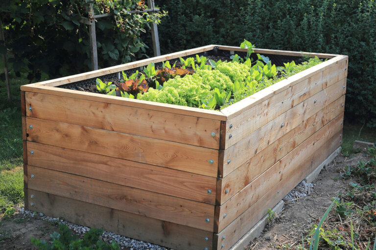 raised bed