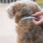 tick collar for dogs