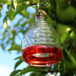 wasp trap