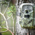 wildlife camera